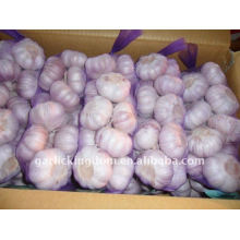 Sell 2011 Fresh Garlic